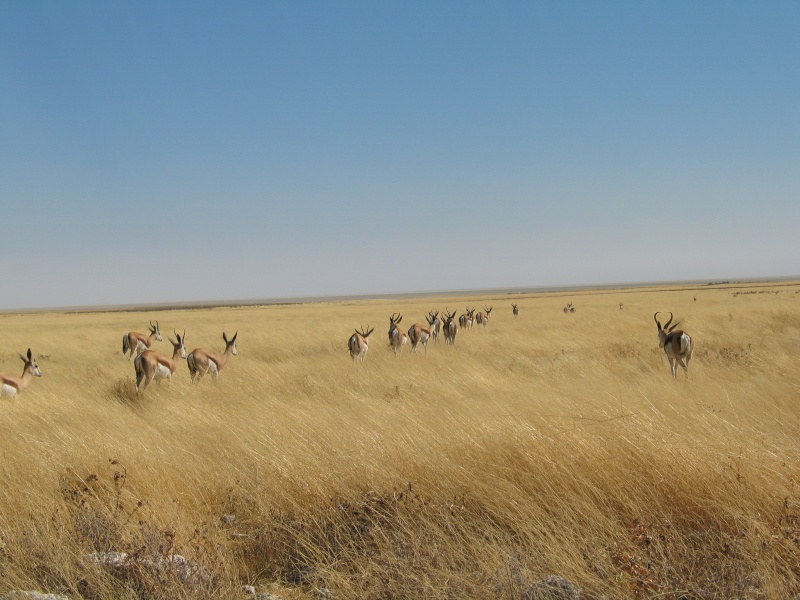 Quelques images de mon long ride namibien... Namibi19