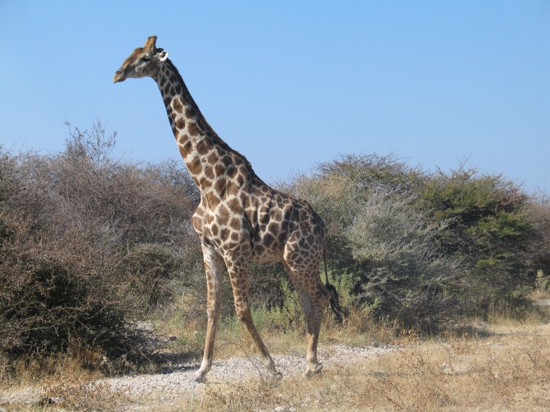 Quelques images de mon long ride namibien... Namibi30