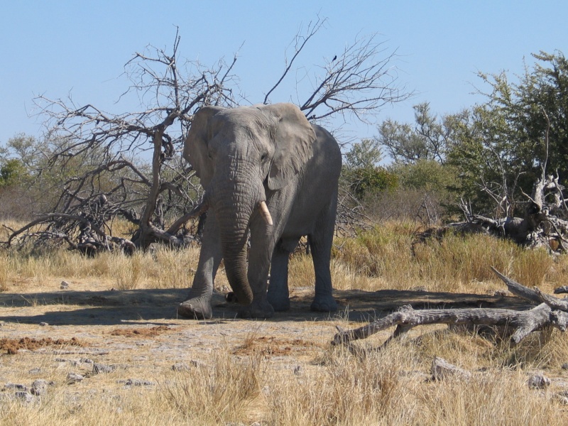 Quelques images de mon long ride namibien... Namibi35