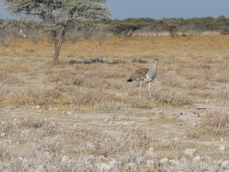 Quelques images de mon long ride namibien... - Page 2 Namibi54