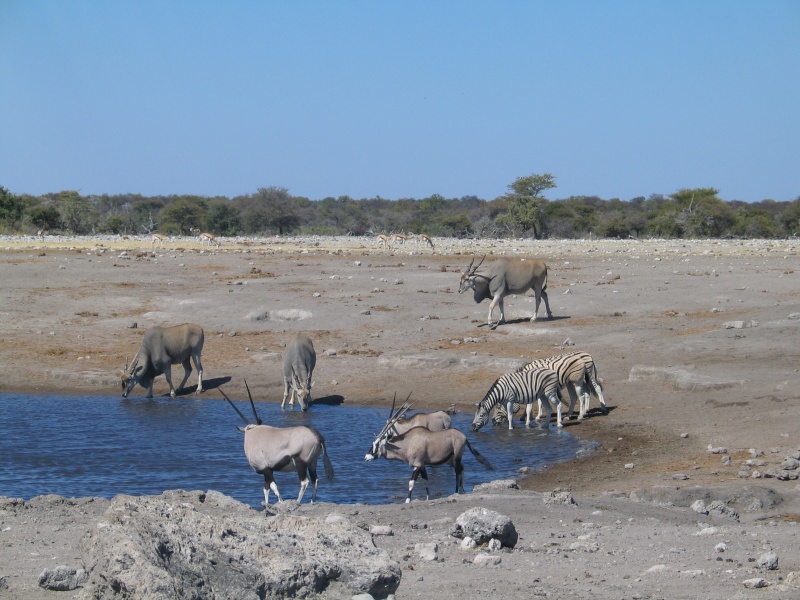 Quelques images de mon long ride namibien... - Page 2 Namibi60