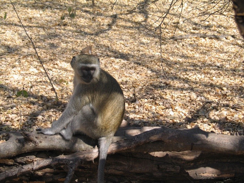 Quelques images de mon long ride namibien... - Page 2 Namibi71