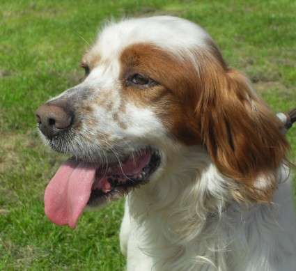 STAN mâle Setter de 10 ans - Refuge de VERSON 14 Image_73