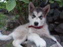 "Bouda" Malamute 2 mois Animau20