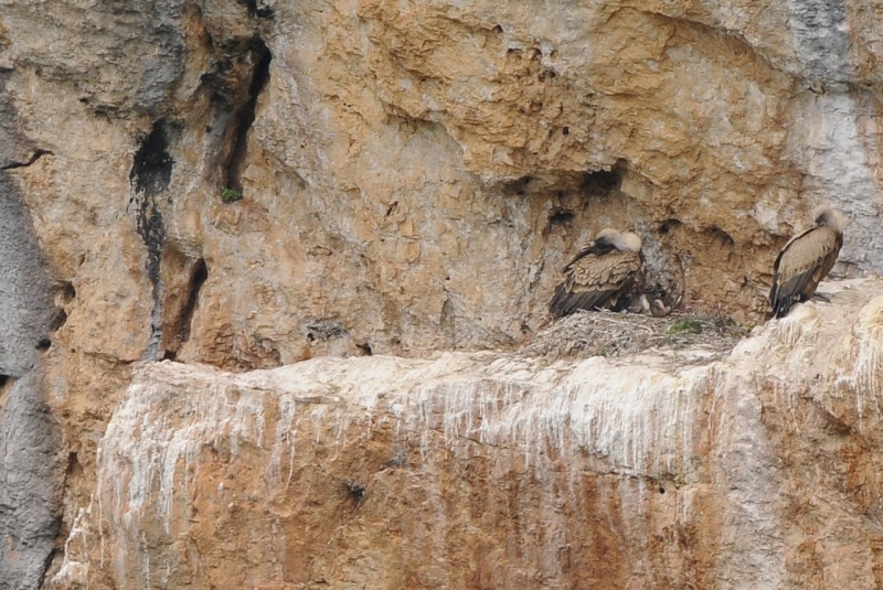 parents vautours au nid avec deux petits _dsc4713