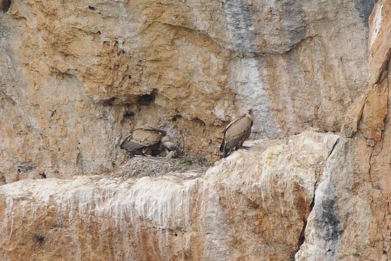 Les vautours dans le nid vue de plus près _dsc4815