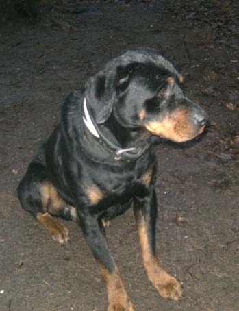 Titan rottweiler de 7ans (57) Titan110