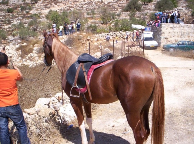 مهرجان الشهيد عرفات السادس للفروسية. برعاية ابن بيت عنان البار وهيب محيسن Ouuoo869