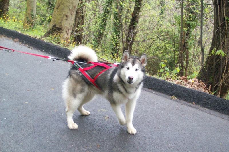 Dog Trekking "Traversata delle Seimiglia" Trav1010