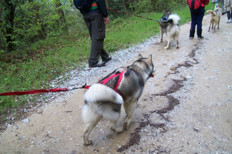 Dog Trekking "Traversata delle Seimiglia" Trav410