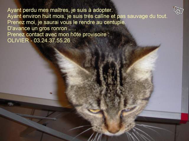 chat huit mois à adopter Chatad10