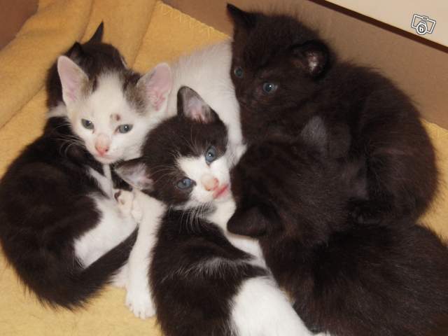 Donne 4 chatons, blanc, noir et blanc, noir Chaton16