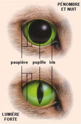 L'oeil des chats Vue10