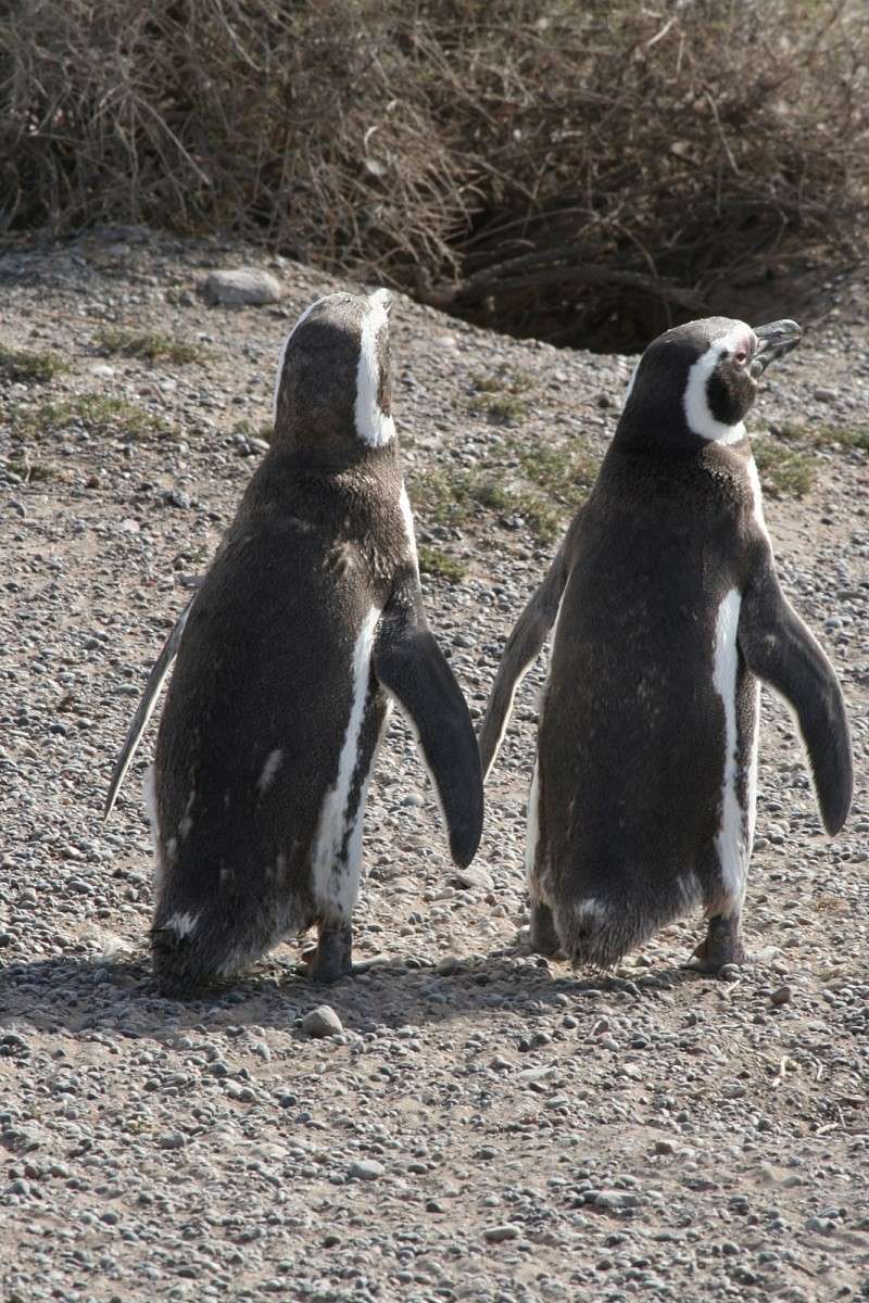 Faune Australe . pingouins de Magellan 20090312