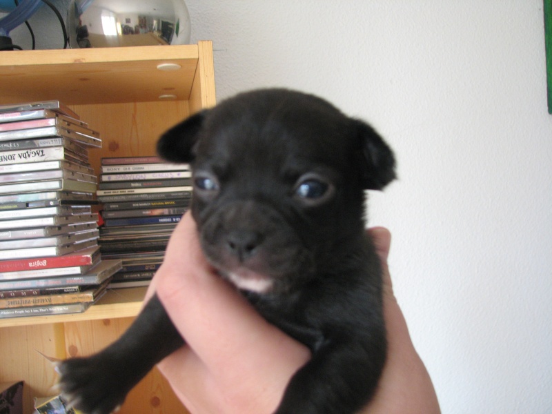 a reserver chiots males chihuahua Chiots62