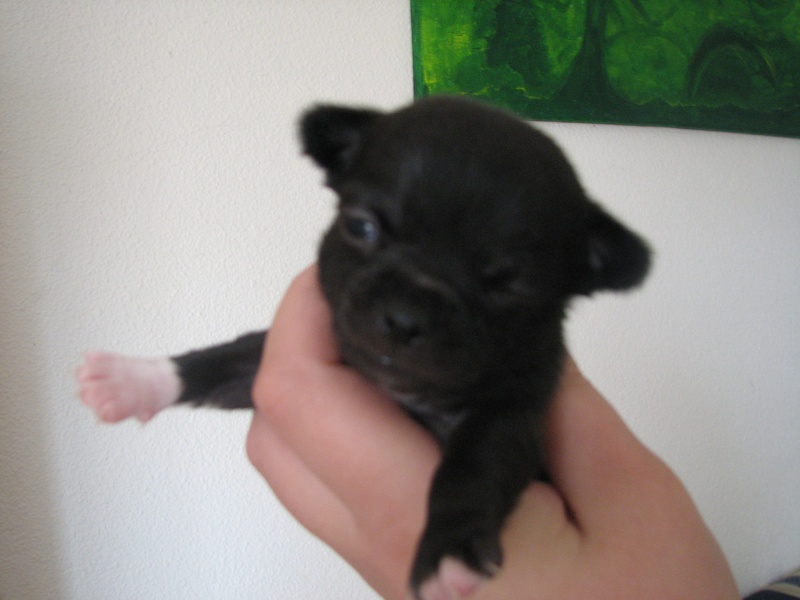 a reserver chiots males chihuahua Chiots68
