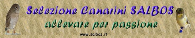 Selezione canarini Salbos