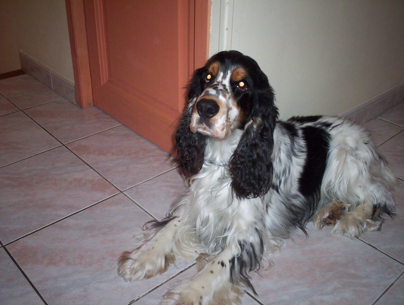 (reservé) athos male cocker trico 3ans dept13 100_1211