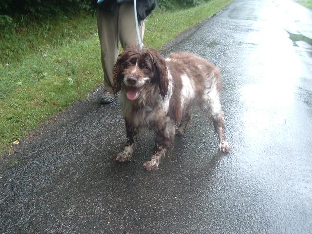 springer spaniel 10 ans dept37 118