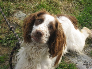 caramel male springer né en 2007 dept35 Carame10