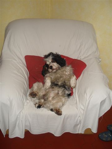 richty cocker male tricolore 7 ans dep 13 Ritchy10