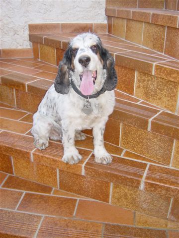 richty cocker male tricolore 7 ans dep 13 Ritchy11