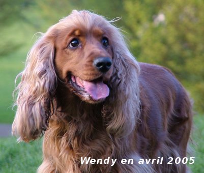 Wendy cocker spaniel femelle couleur feu 7 ans à Nantes (44) Wendy-10