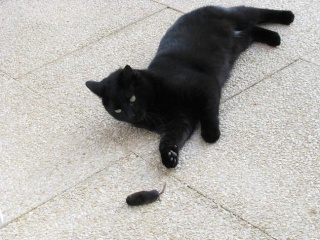 Micha, 2 ans, petit chat noir très câlin Img_0210