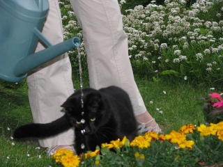 Micha, 2 ans, petit chat noir très câlin Img_0310