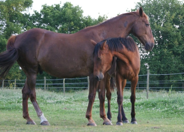 Sire de Lavrignaie, trotteur français, 3 ans, hongre (adopté) Chevau10