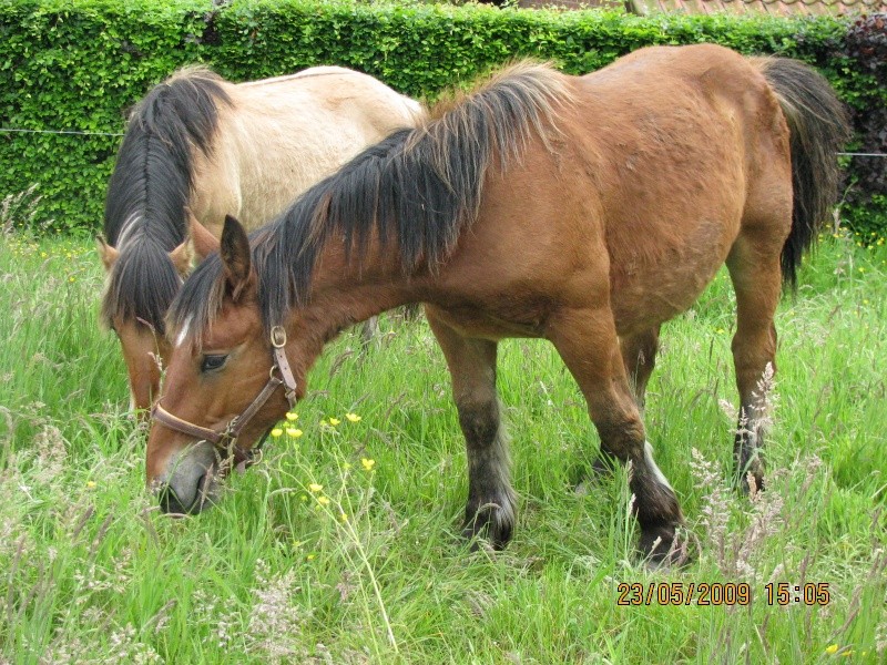 Uranus des Goyats, poulain comtois, né en mai 2008 (ADOPTE) Img_1414