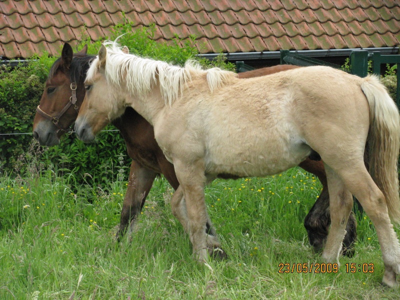 Muscador, poulain type fjord, né en 2008 (ADOPTE) Img_1416