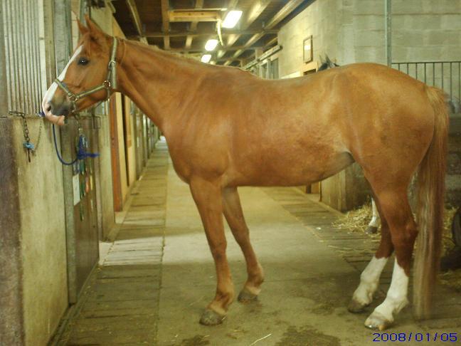 Les chevaux proposés à l'adoption par l'association Cheval espoir. Jireli10