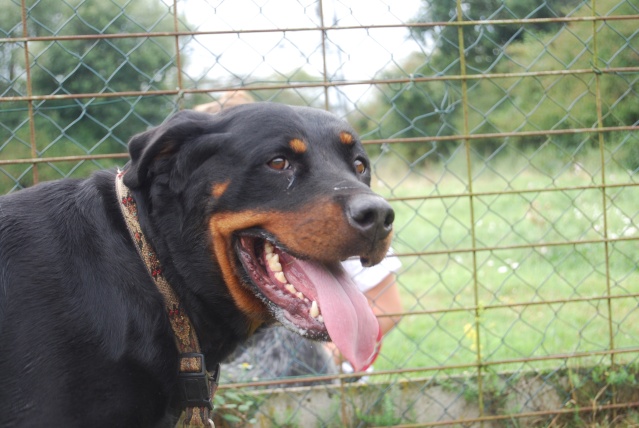 ALLYNA (Rottweiler) Loo_0112