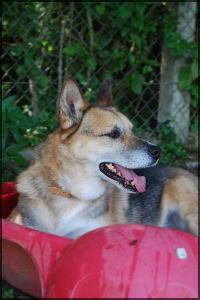 OTIS XHUSKY 8 ans REF  sage, docile, sympa (58) ADOPTE - Page 3 Ref16j38