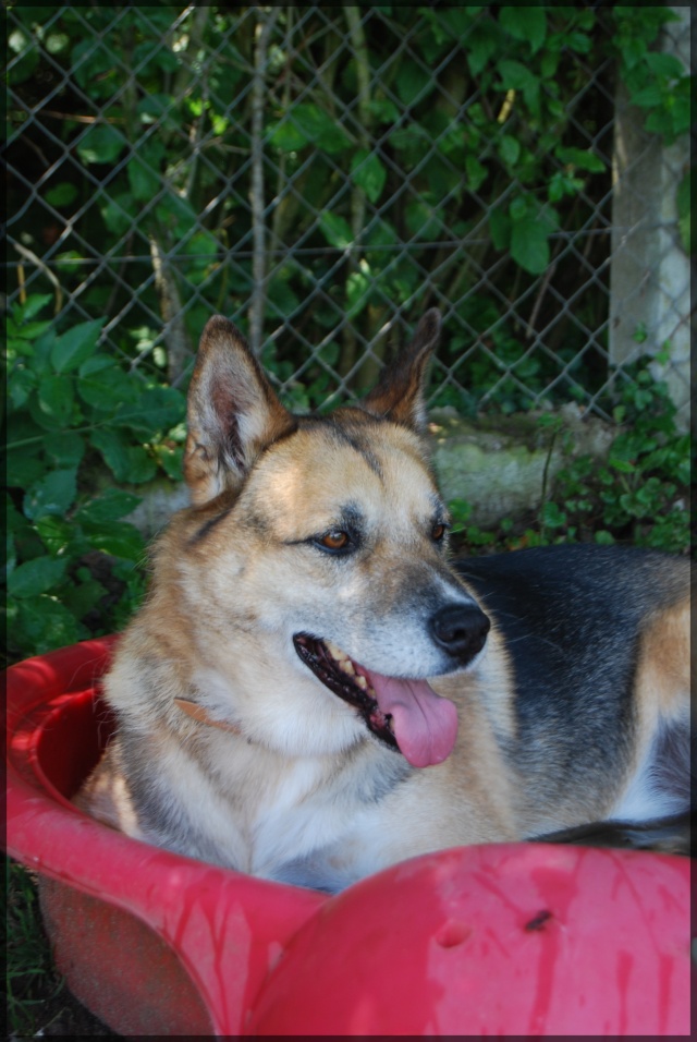 OTIS XHUSKY 8 ans REF  sage, docile, sympa (58) ADOPTE - Page 3 Ref16j39