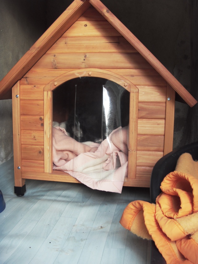 TAYLOR HUSKY 11 ans REF j'ai tout pour vous plaire (58) DECEDE - Page 4 Sdc11530