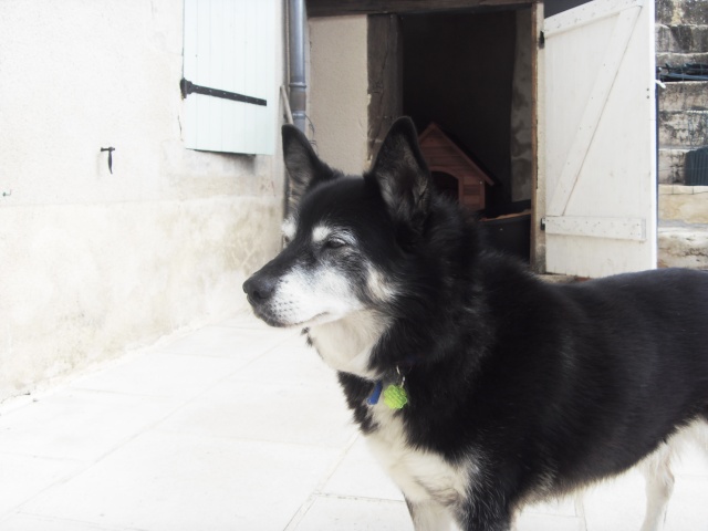 TAYLOR HUSKY 11 ans REF j'ai tout pour vous plaire (58) DECEDE - Page 4 Sdc11610