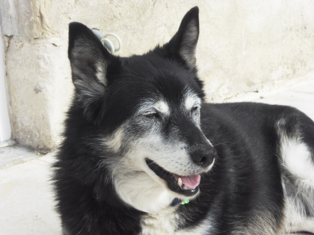 TAYLOR HUSKY 11 ans REF j'ai tout pour vous plaire (58) DECEDE - Page 4 Sdc11611