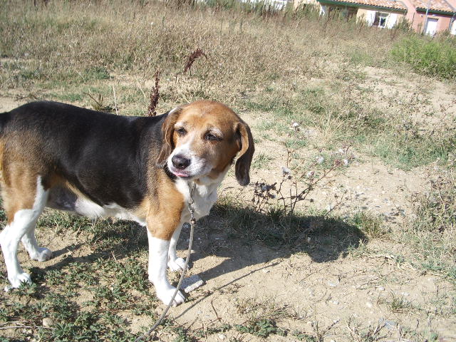 NORA, femelle beagle, 12 ans (69) Verdon11