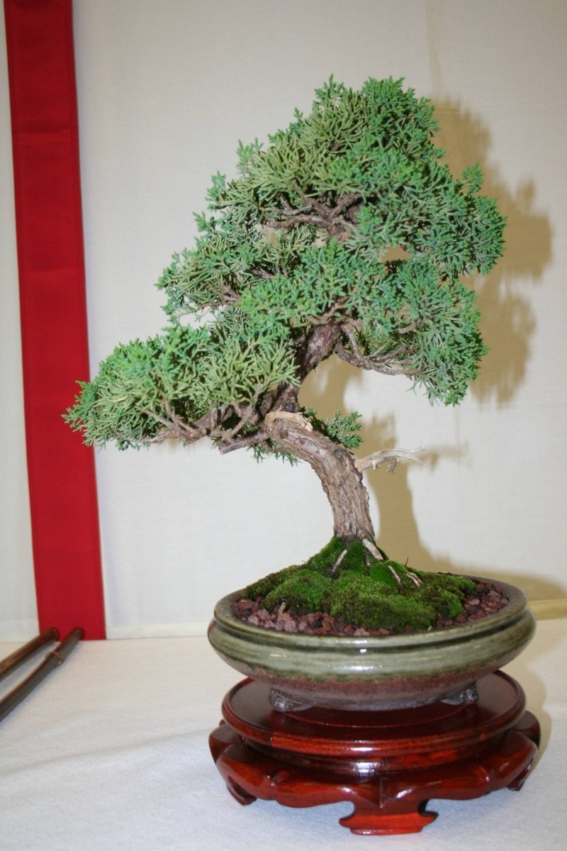 Exposition de Bonsaï