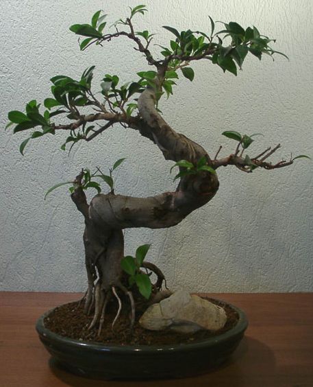 Ficus Microcarpa _14