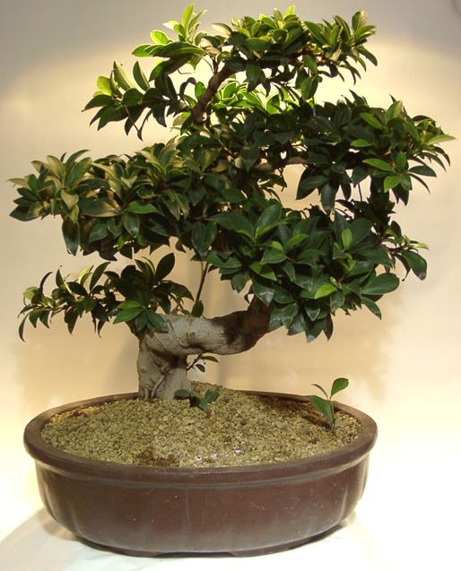 Ficus Microcarpa _d11