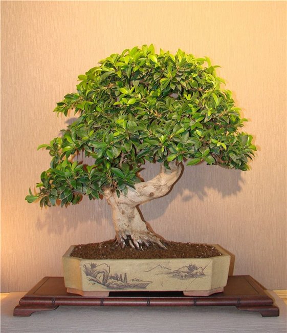 Ficus Microcarpa Duddud11