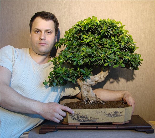 Ficus Microcarpa Nd2n11