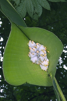 ~BABY BAT~ Image016