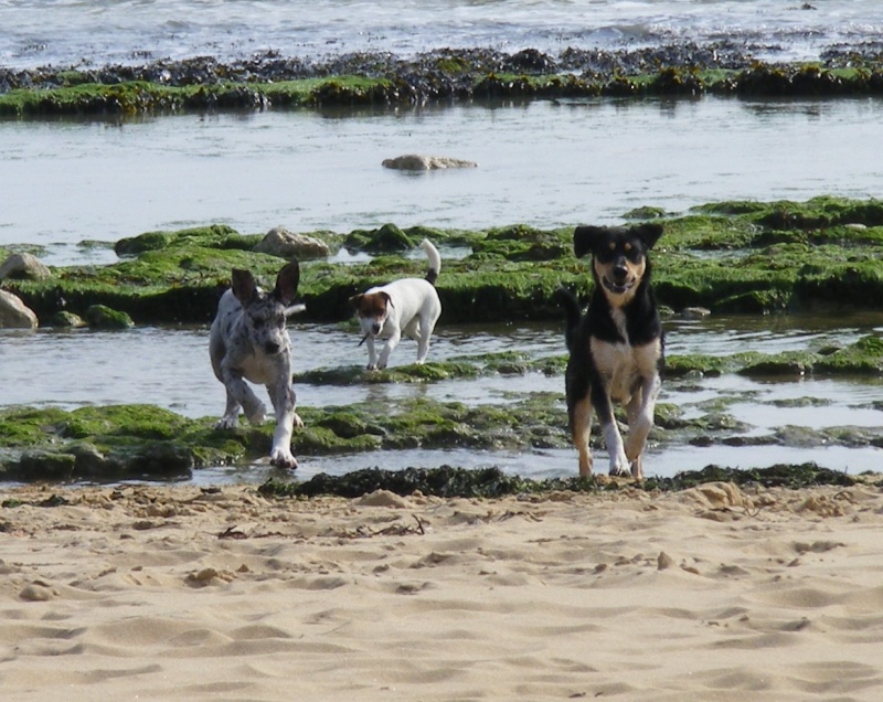 Sortie plage avec mes 3 fauves! Les_ch11