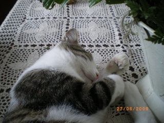 Diabolo, 7 mois en juillet 2009, très gentil blanc et tigré Imgp1510