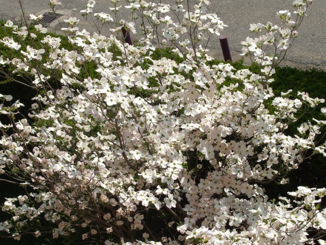 oggi giardino--- 110