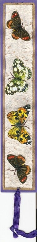 Papillon ..... Numar811